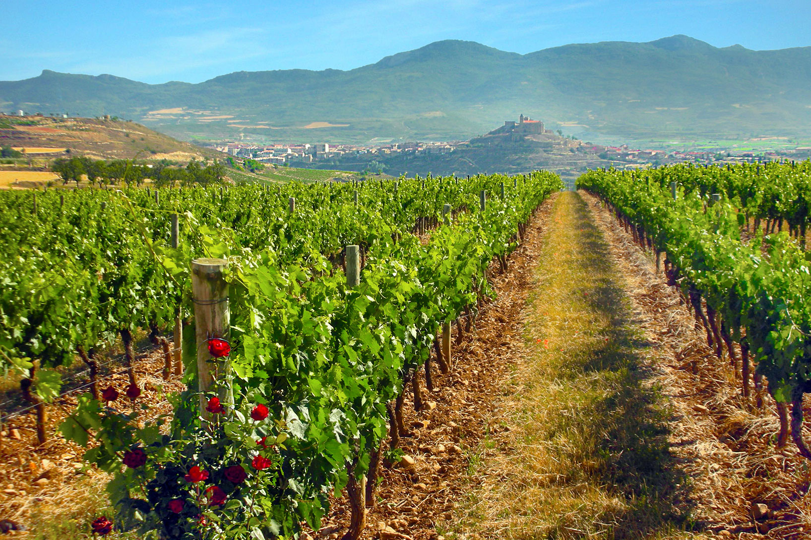Rioja Wine Harvest Festival CountryBred