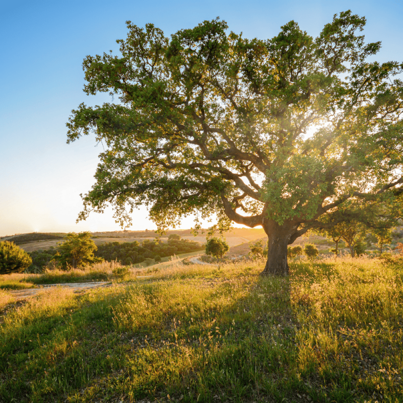 Alentejo-Highlight-Photos-CountryBred