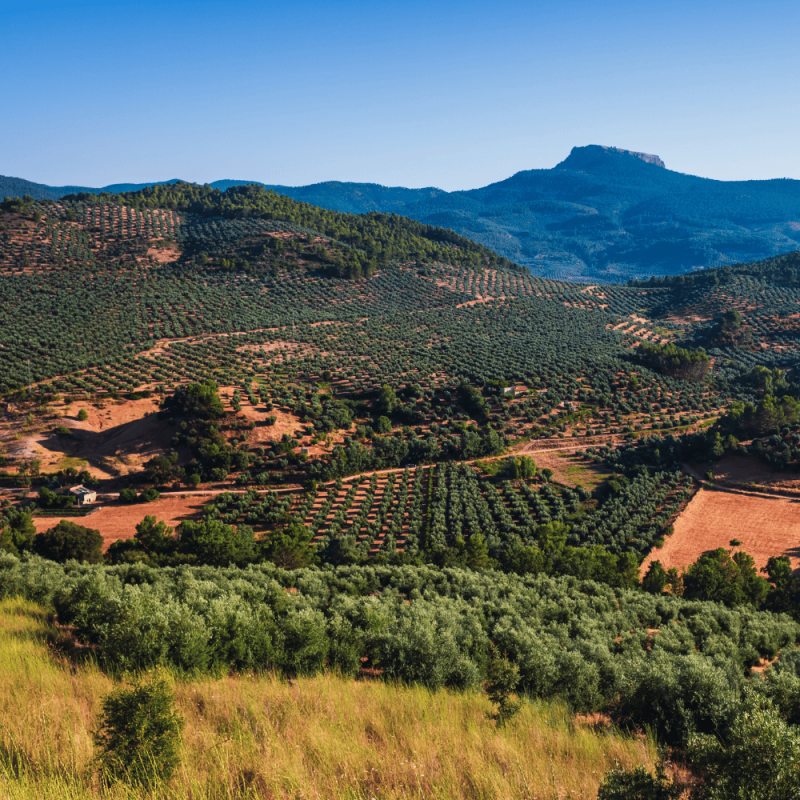 Andalucia Highlight Photos CountryBred (1)