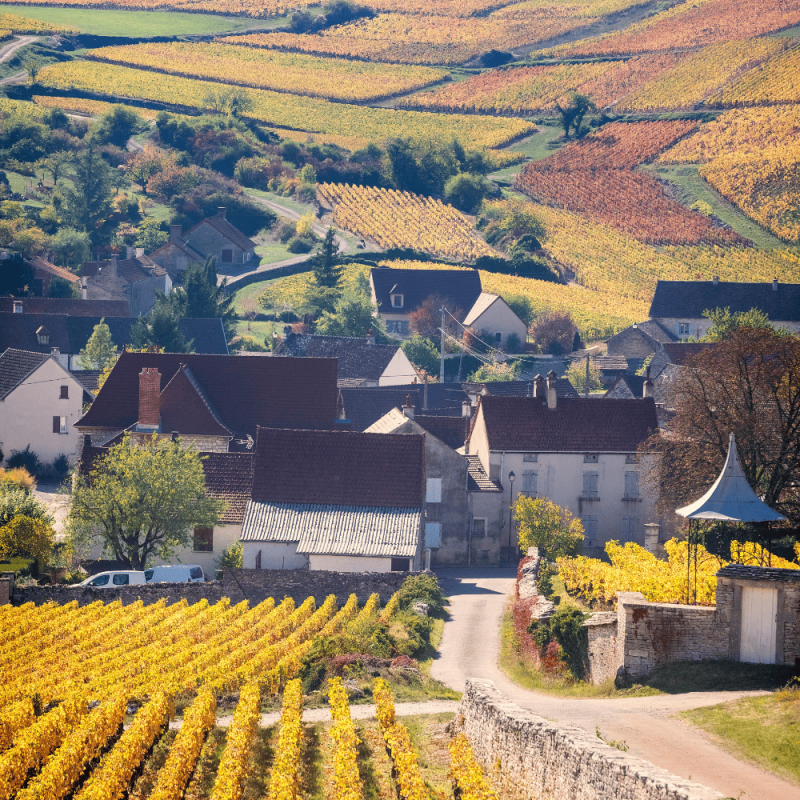 Burgundy Highlight Photos CountryBred (1)