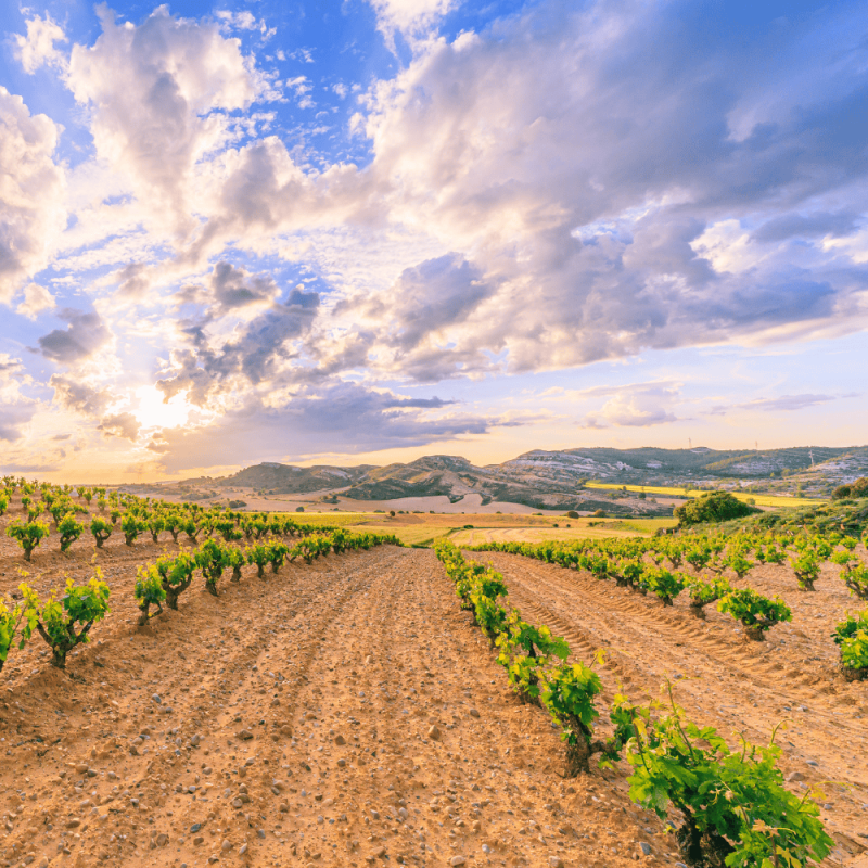 Castilla y Leon Highlight Photos CountryBred