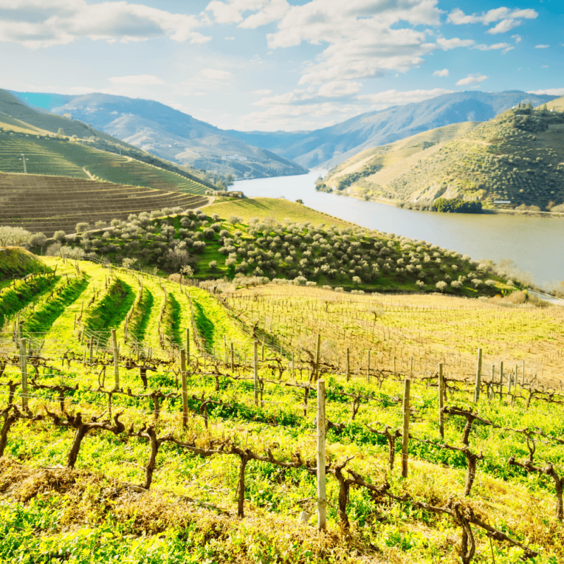 The Norte and Porto Highlight Photos CountryBred (2)