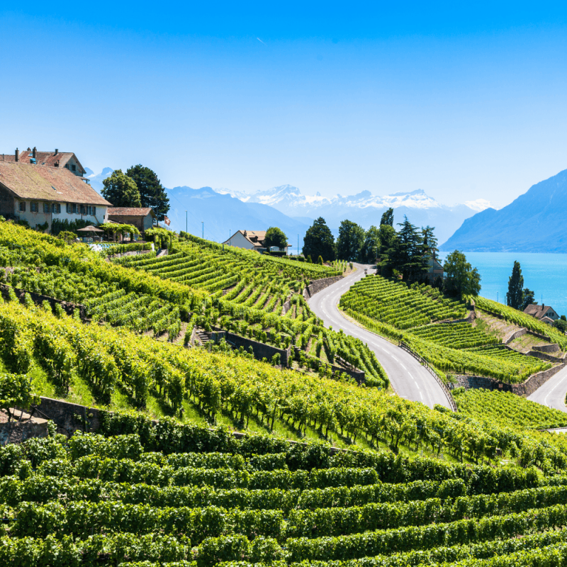 Vaud Highlight Photos CountryBred (1)